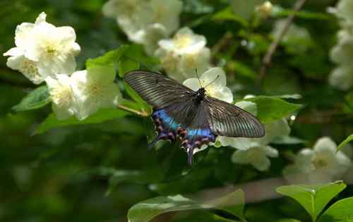 看看我长白山里的“宝贝”