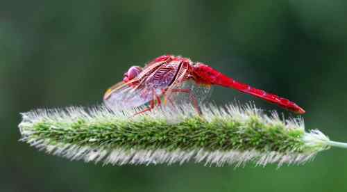 冰客的昆虫世界作品