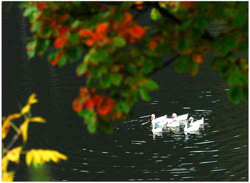 秋水白鹅