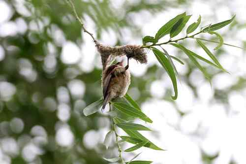 愤怒与感叹：毁坏鸟巢
