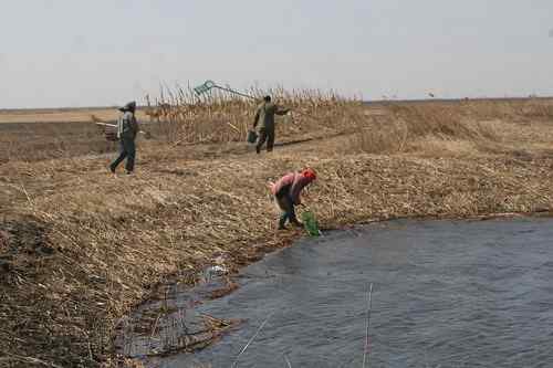 双台子河口保护区人鸟争食严重