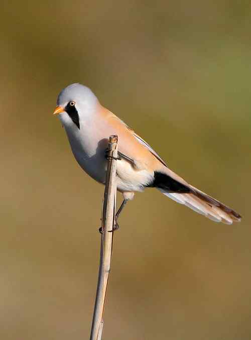 久久心仪的文须雀(续)