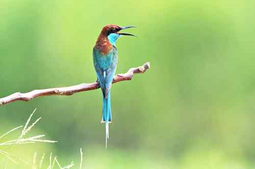 七月的蓝喉蜂虎