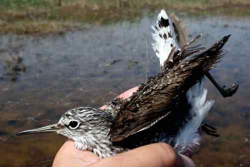 湿地深处解救六只小鸟
