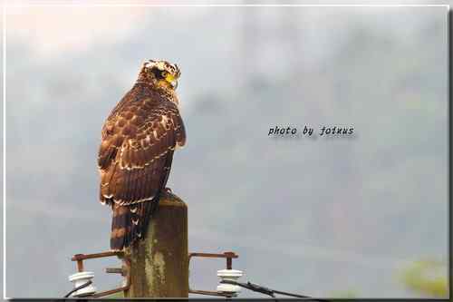 大冠鹫亞成 台湾特有鸟类
