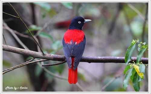 朱鸝 Maroon Oriole台灣特有亞種