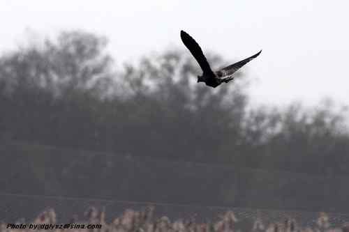海丰大湖的紫水鸡保护环境堪忧