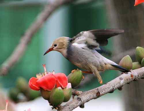 身残志坚的鸟坚强
