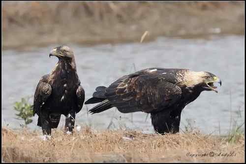 白肩鵰說…今日反嘴造早飯!!