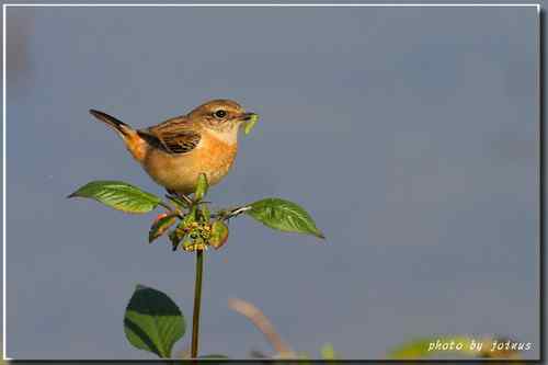 黑喉鴝【组图】