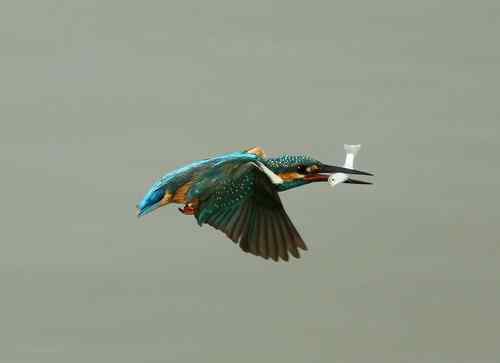 原画幅野生鸟类摄影俱乐部【精美组图】 原画幅野生鸟类摄影俱乐部【精美组图】