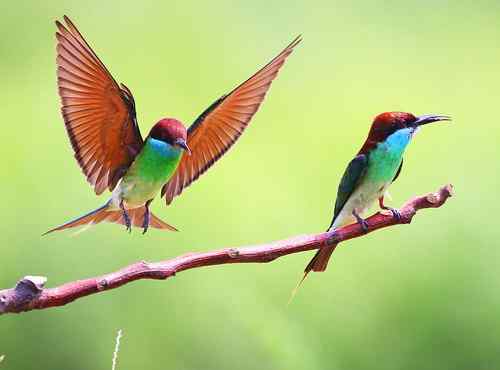 美丽养眼的蓝喉蜂虎