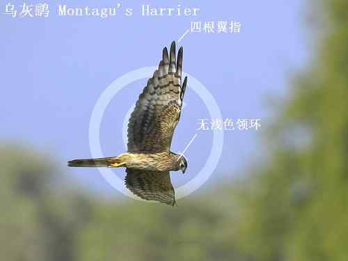 鹞的识别（归纳总结）