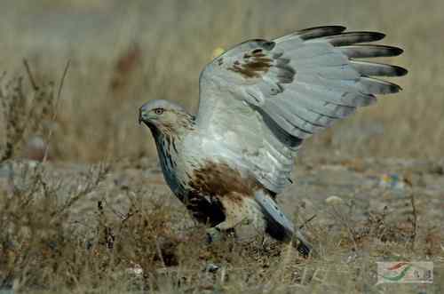 毛脚鵟与老鼠 请欣赏