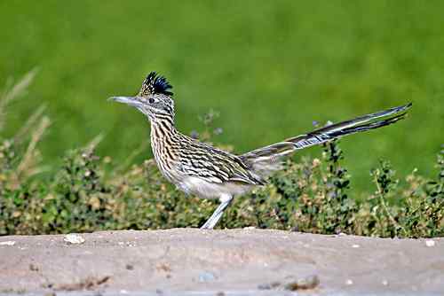 美国普通走鹃 Greater Roadrunner