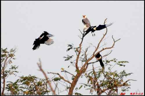 艰难生存的黑翅鸢