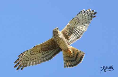 鹞的识别（归纳总结）