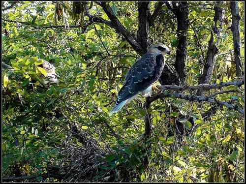 黑翅鸢,好鸟! 黑翅鸢,好鸟!