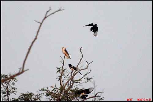 艰难生存的黑翅鸢