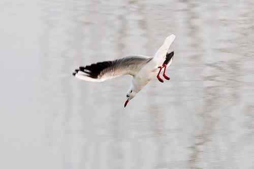 南京七里河 鸟类图片