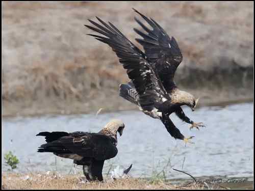 白肩鵰說…今日反嘴造早飯!!