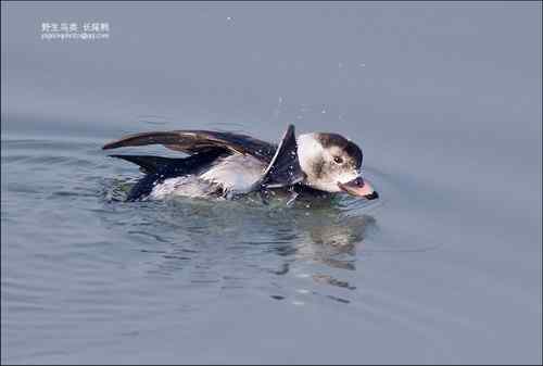 长尾鸭【组图】
