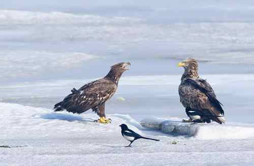 大连白尾海雕 大连白尾海雕