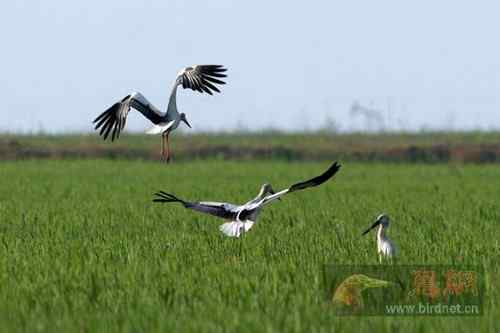 辽河三角洲湿地的东方白鹳 湿地行者
