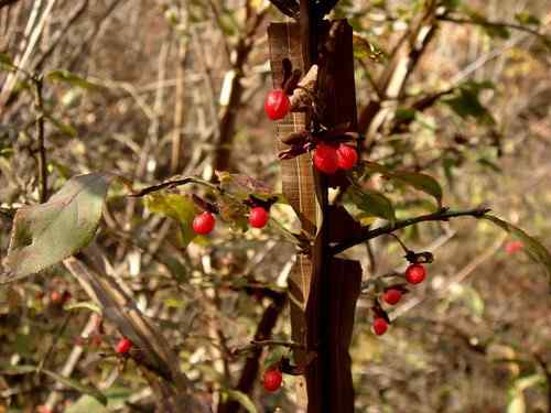 看看我长白山里的“宝贝”