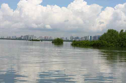 不一样的深圳湾，不一样的红树林：鸟儿的天堂