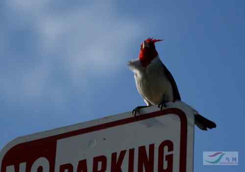 美国夏威夷海滨 守望鸟