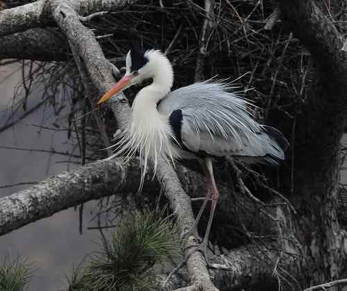 一只逝去的苍鹭