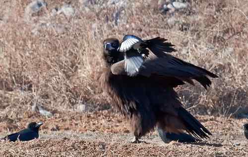 鸦、鹊戏秃鹫