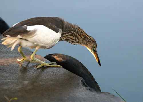 雏鸟池鹭获新生 雏鸟池鹭获新生