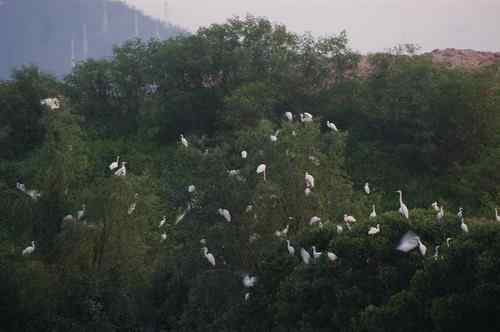 呼吁：珍惜深圳另一个“红树林”