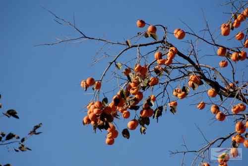 黑鹳喝啤酒 北京十渡成垃圾场
