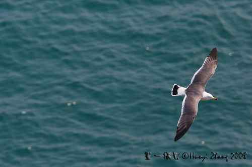 在美国几乎看不到的黑尾鸥