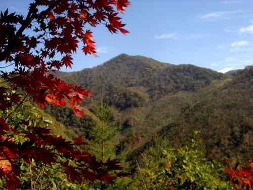 石貂 Stone marten 扫雪貂