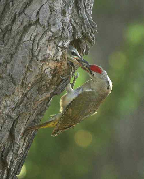 利用photoshop的图层蒙板对鸟类照片的挽救