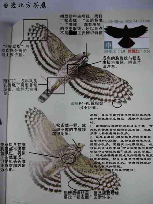 关于常见5种鹰类的辨识技巧：凤头苍鹰、雀鹰、苍鹰、日本松雀鹰、松雀鹰