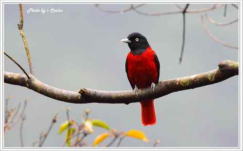 朱鸝 Maroon Oriole台灣特有亞種