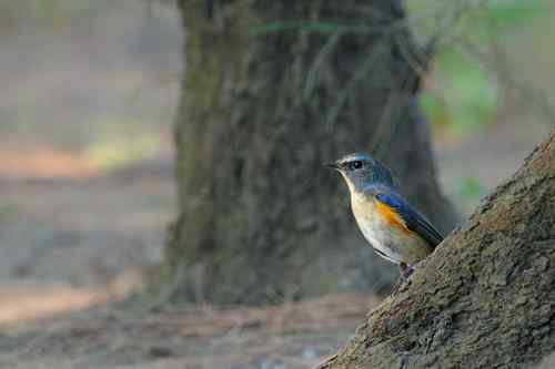 匆匆過客 台湾候鸟
