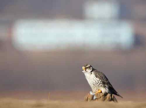 熬鹰乎？熬人乎！