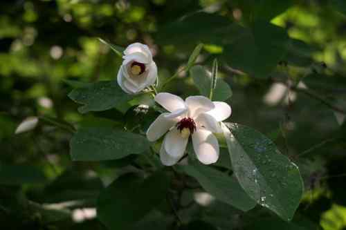 看看我长白山里的“宝贝”