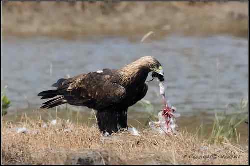 白肩鵰說…今日反嘴造早飯!!