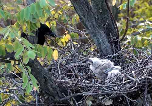艰难生存的黑翅鸢