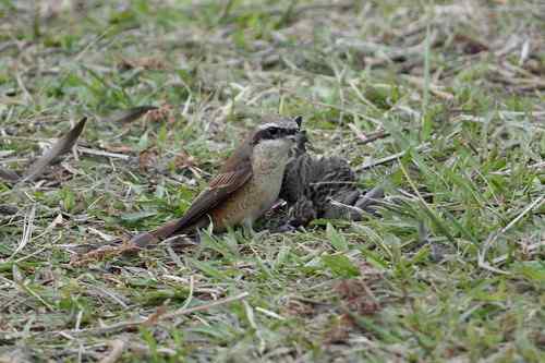 红尾伯劳 捕雀记
