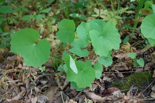 看看我长白山里的“宝贝”