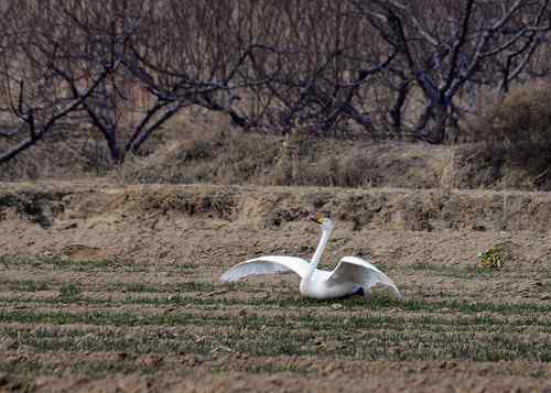 赏鹅却伤鹅:目睹了一只天鹅的受伤 赏鹅却伤鹅:目睹了一只天鹅的受伤