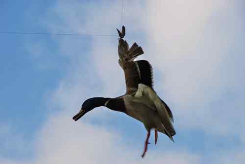 颐和园鸟人：绿头鸭蒙难获救记